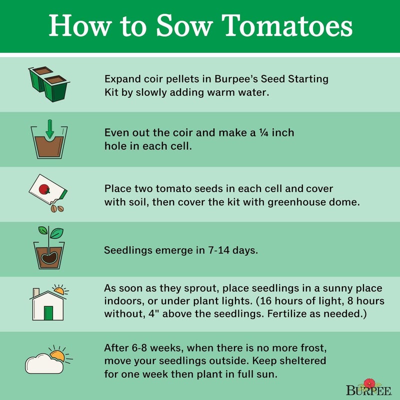 Burpee طماطم بربى بيغ بوي 125 بذور غير معدلة وراثيًا - Image 4