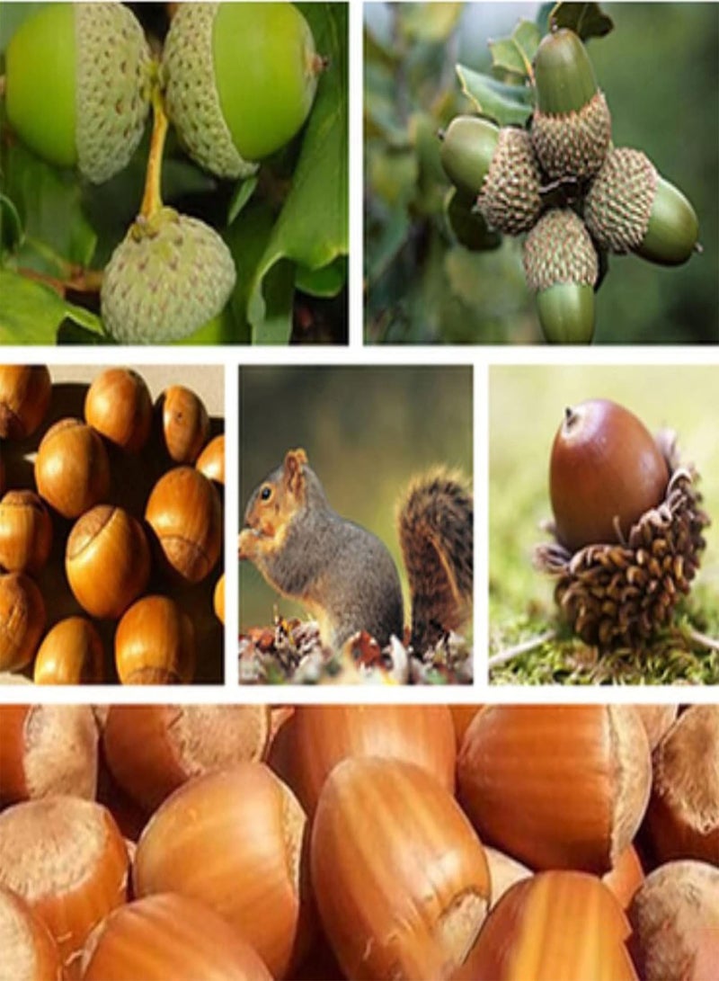 GGOOT 5Pcs/Bag Oak Tree Seeds Perennial Full Sun Good Harvest Eco-Friendly Garden Seeds for Home - Seed - Image 1