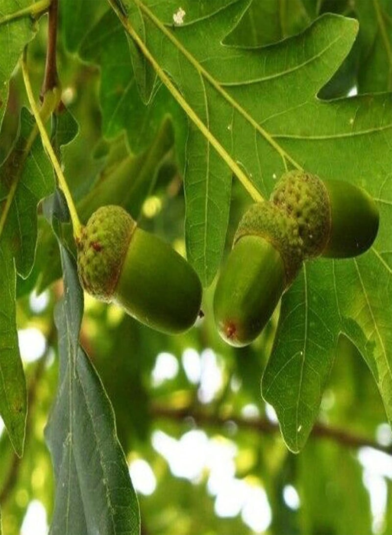 GGOOT 5Pcs/Bag Oak Tree Seeds Perennial Full Sun Good Harvest Eco-Friendly Garden Seeds for Home - Seed - Image 4