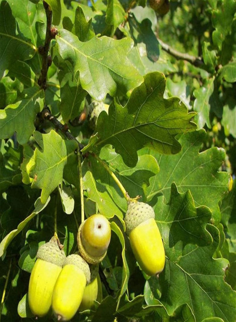GGOOT 5Pcs/Bag Oak Tree Seeds Perennial Full Sun Good Harvest Eco-Friendly Garden Seeds for Home - Seed - Image 3