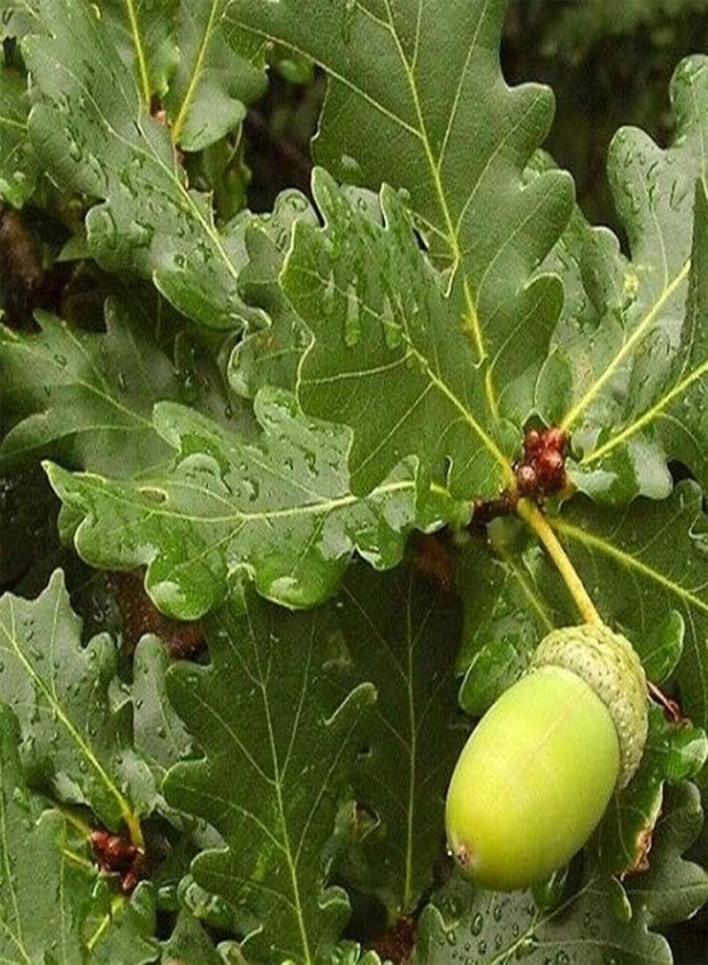 GGOOT 5Pcs/Bag Oak Tree Seeds Perennial Full Sun Good Harvest Eco-Friendly Garden Seeds for Home - Seed - Image 5