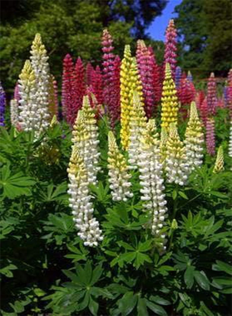 GGOOT seeds Fresh 200 Pcs Lupine Flower Seeds for Planting Mixed Colour 2