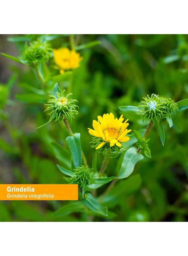 HERB PHARM Grindelia Liquid Extract for Respiratory System Support - 1 Ounce (DGRIND01) - Image 2