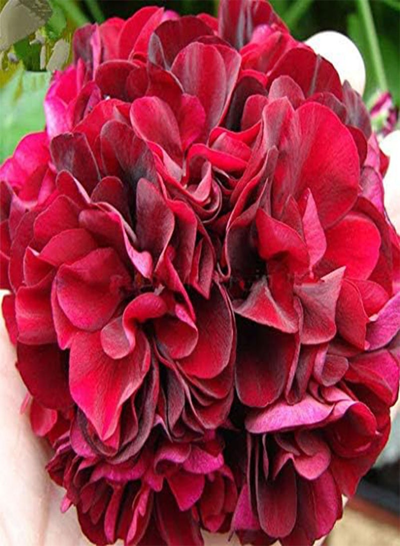 GGOOT seeds Fresh 25Pcs Geranium Perennial Pelargonium Peltatum Flower Seeds for Planting red