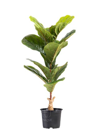 Fiddle Leaf Fig Artificial Tree H75CM - pzsku/ZED887FC56216C255F17CZ/45/1748868875/25843df9-8d17-421a-9ae5-eef86075ea3c