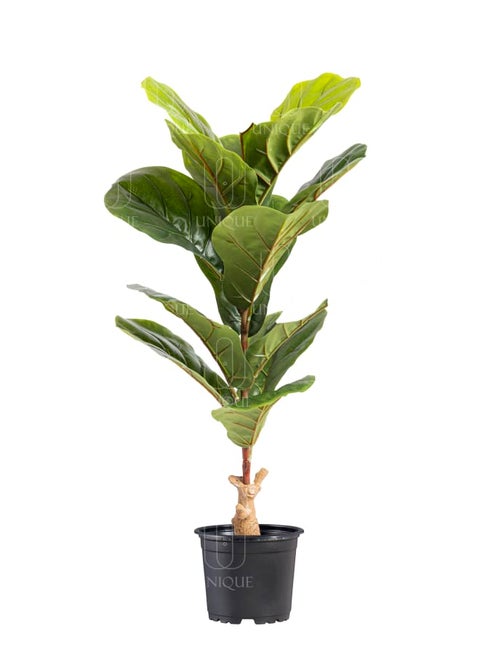 Fiddle Leaf Fig Artificial Tree H75CM