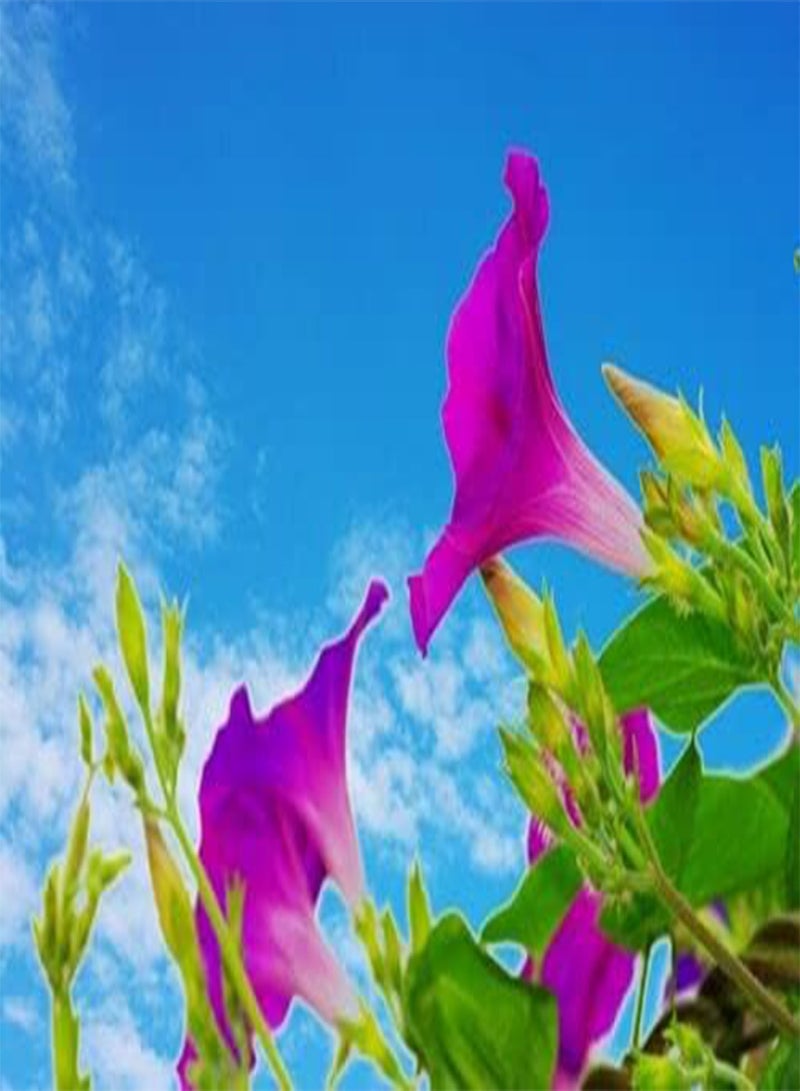 GGOOT Morning Glory Mix - 160 Seeds - Ipomoea Tricolor - Annual Climbing Flower - Image 2