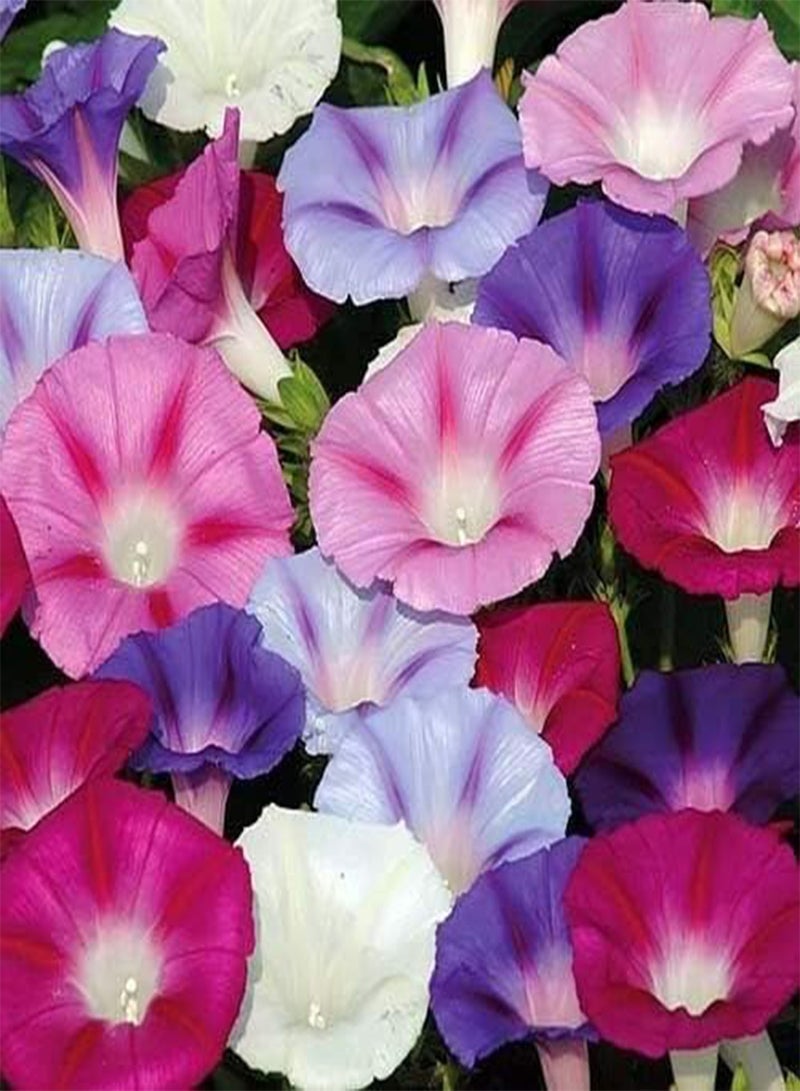GGOOT Morning Glory Mix - 160 Seeds - Ipomoea Tricolor - Annual Climbing Flower - Image 1