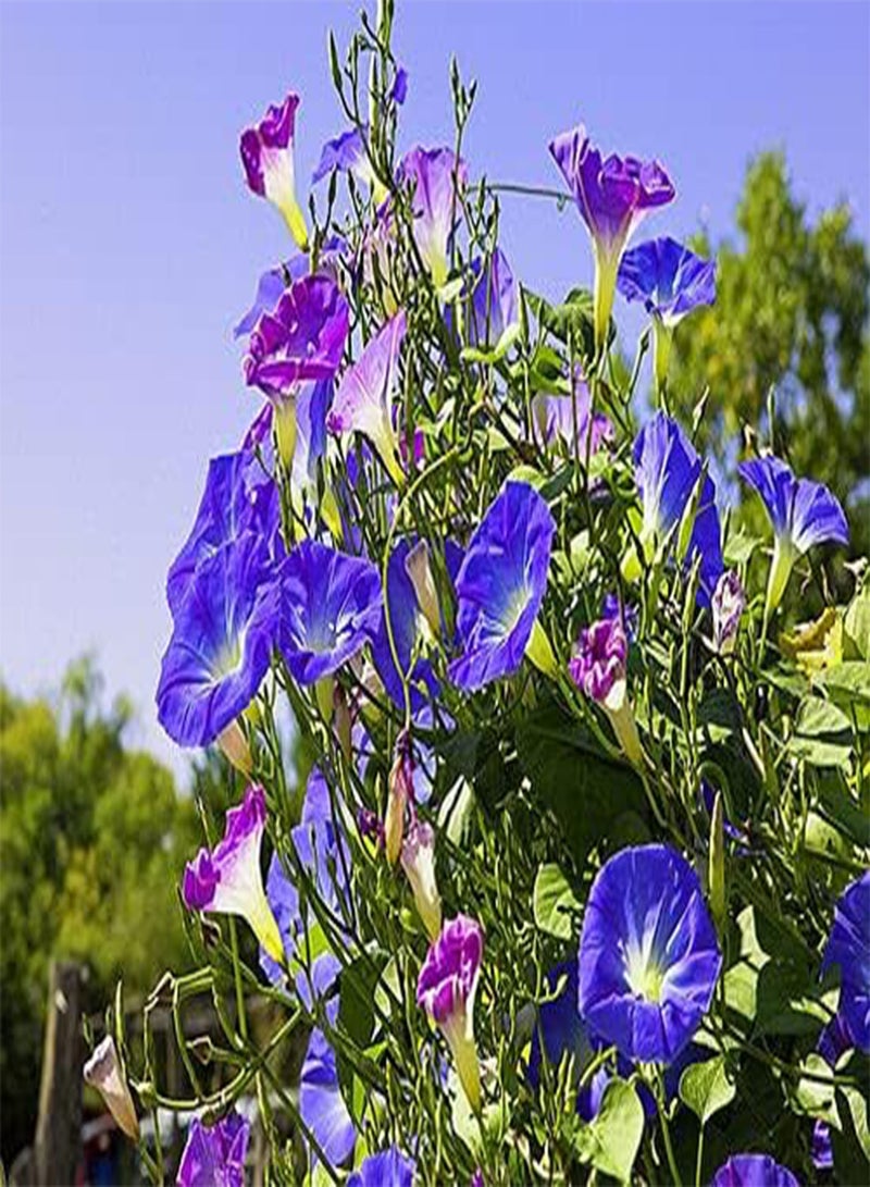 GGOOT Morning Glory Mix - 160 Seeds - Ipomoea Tricolor - Annual Climbing Flower - Image 4