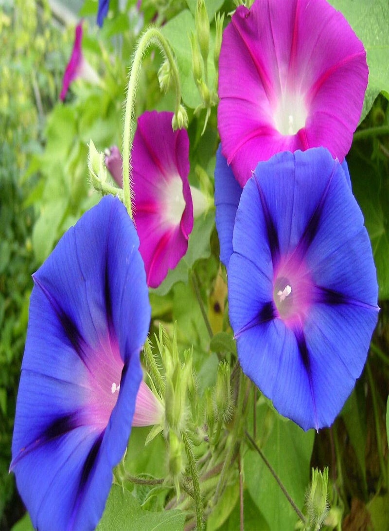 GGOOT Morning Glory Mix - 160 Seeds - Ipomoea Tricolor - Annual Climbing Flower - Image 3