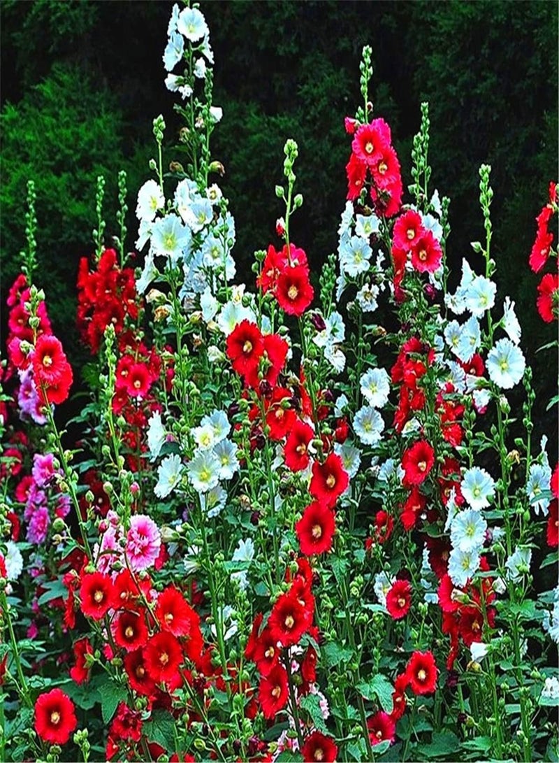 GGOOT Mixed Hollyhock Seeds Grow UK Full Sun Perennial Plants Assorted Flower Seeds Garden Seeds Planting Flowers-500pcs - Image 1