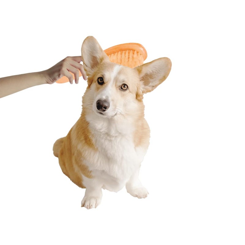 Trixie Dog Brush with Natural Bristles, Grooming Brush for Pets, Made with Wooden Handle for a Firm Grip, Helps Detangle Knots in the Coat, Distributes Natural Oils for a Shiny Coat - 18 x 5 cm - Image 5