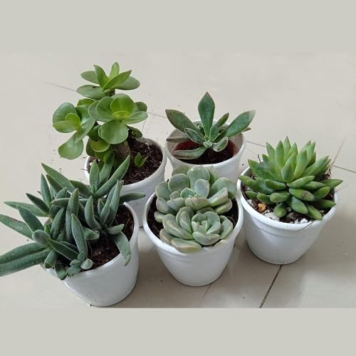 CAPPL Exotic Any 5 Live Succulents Plants, Echeveria with Plastic Pot for Home Indoor & Garden Decorative Lovely Hand Selected Variety Pack (5 Nos) - Image 1