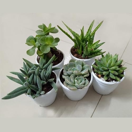 CAPPL Exotic Any 5 Live Succulents Plants, Echeveria with Plastic Pot for Home Indoor & Garden Decorative Lovely Hand Selected Variety Pack (5 Nos) - Image 2