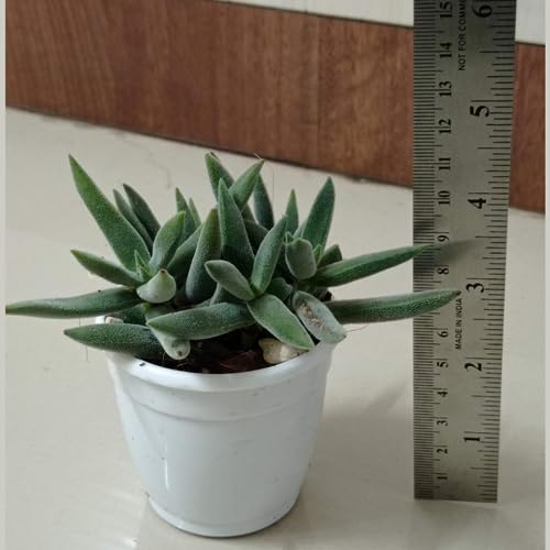 CAPPL Exotic Any 5 Live Succulents Plants, Echeveria with Plastic Pot for Home Indoor & Garden Decorative Lovely Hand Selected Variety Pack (5 Nos) - Image 4