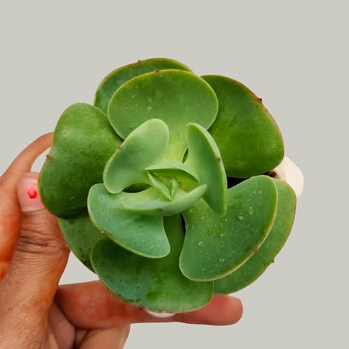 CAPPL Exotic Any 5 Live Succulents Plants, Echeveria with Plastic Pot for Home Indoor & Garden Decorative Lovely Hand Selected Variety Pack (5 Nos) - Image 3