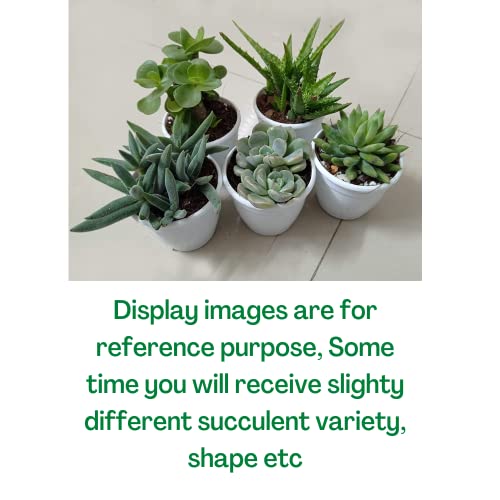 CAPPL Exotic Any 5 Live Succulents Plants, Echeveria with Plastic Pot for Home Indoor & Garden Decorative Lovely Hand Selected Variety Pack (5 Nos) - Image 5