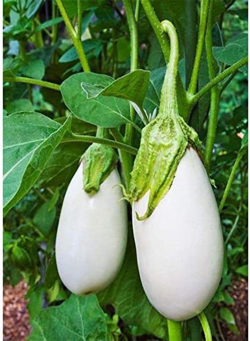 GGOOT Cloud Nine Hybrid Eggplant Seeds (30+ Seed Package) 