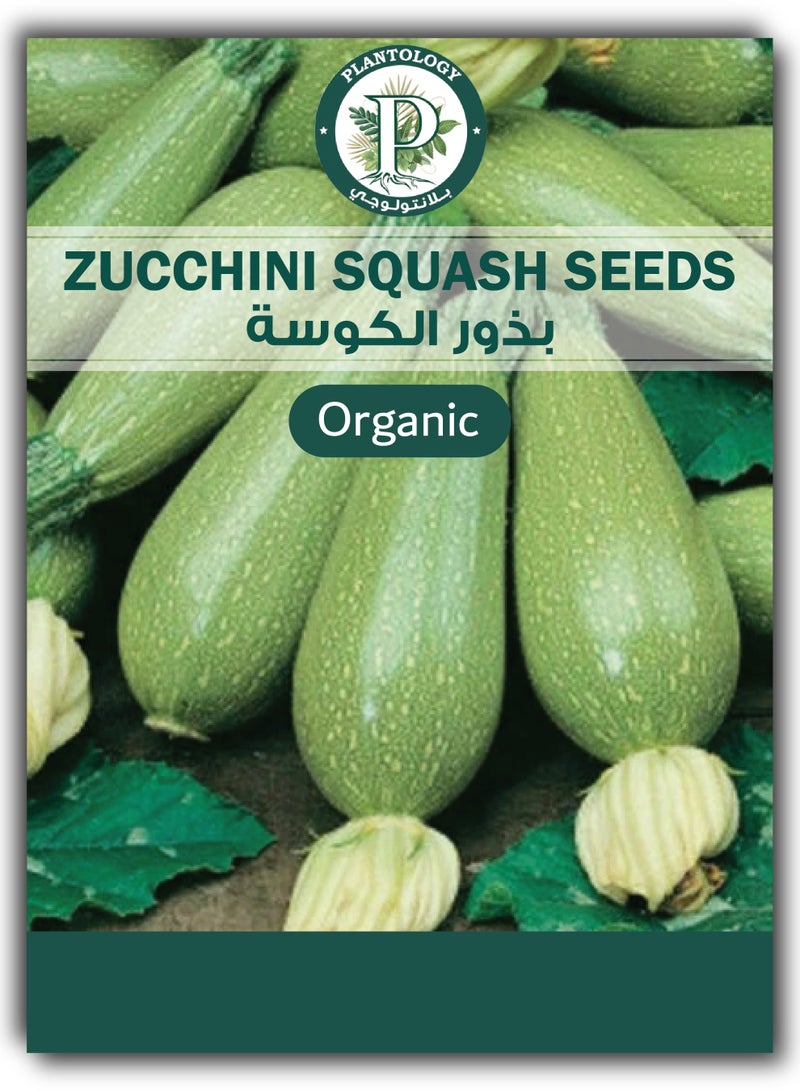 Zucchini Squash Seeds for Planting - Zucchini Squash Seeds - Image 1