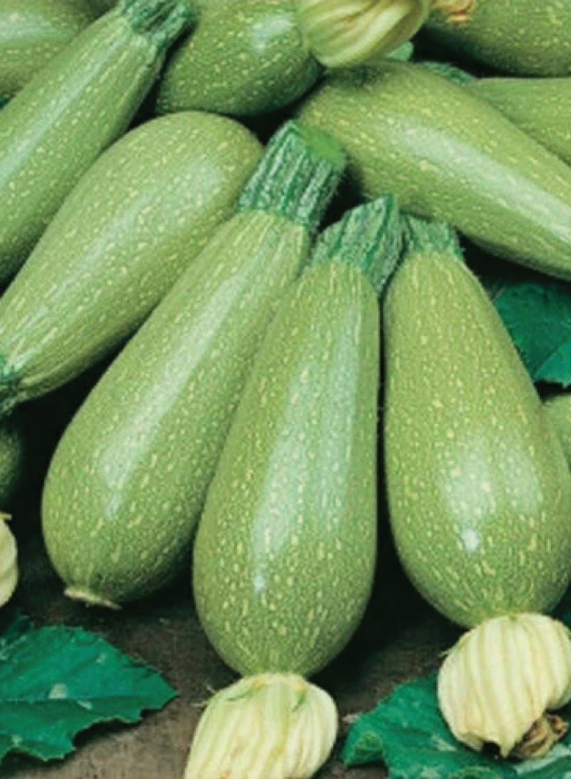Zucchini Squash Seeds for Planting - Zucchini Squash Seeds - Image 2