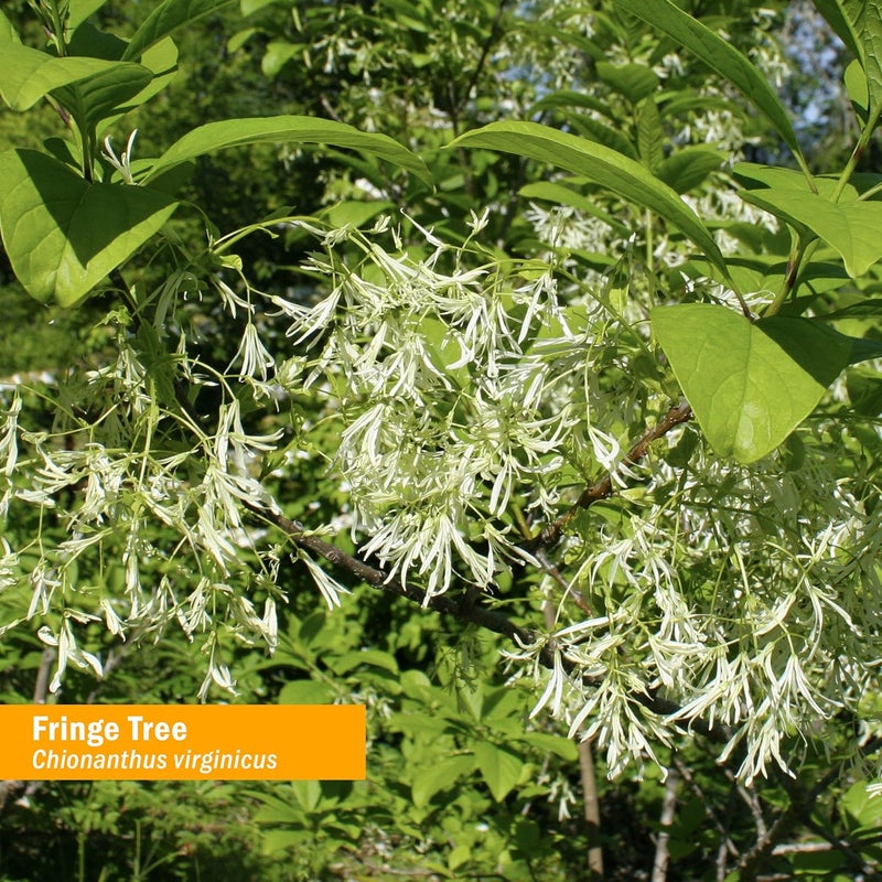 Herb Pharm Fringe Tree Liquid Extract for Digestive System Support - 1 Ounce - Image 2