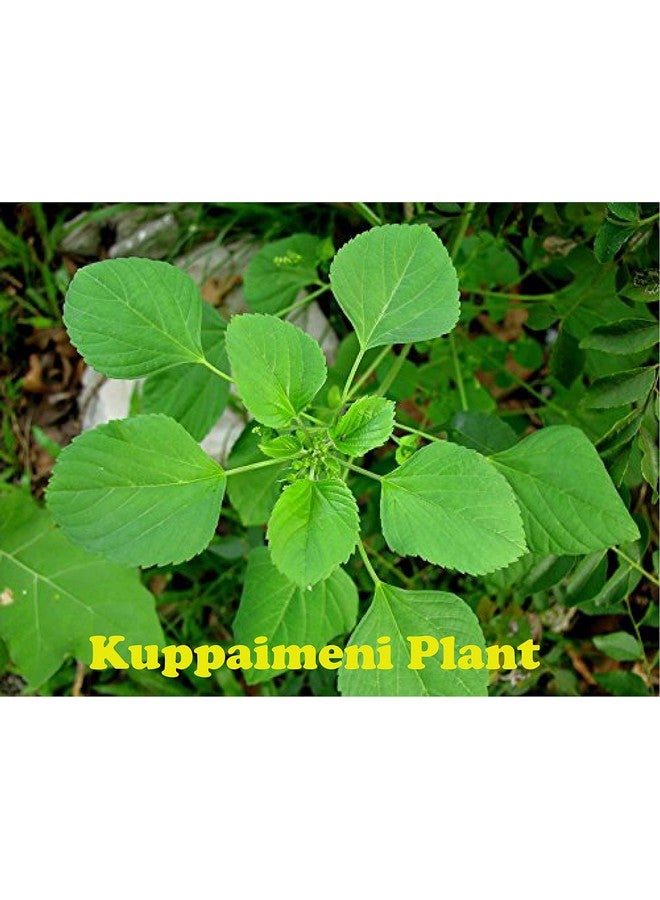 Diets Organics Kuppaimeni Powder-100G (2)/Acalypha indica/Indian nettle Powder for skin - Image 5