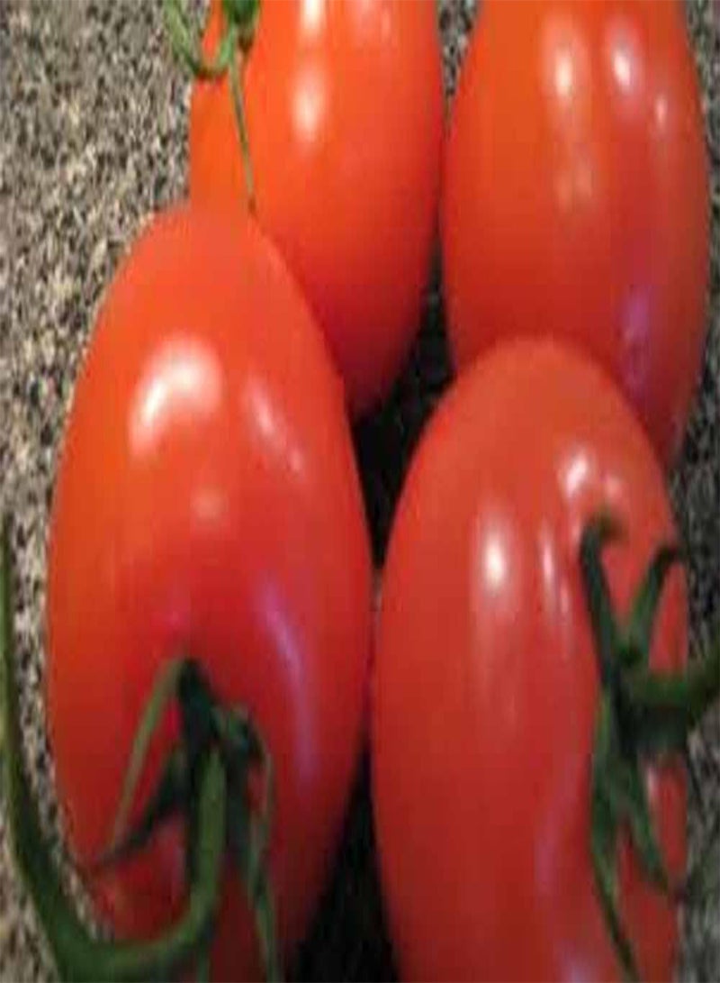 GGOOT Tomato, Ace 55 Tomato Seeds, 50 Seed Pack, Non-GMO, USA Product. Packed by - Image 2
