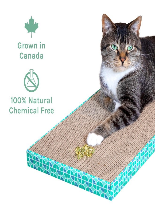 Kitty City Cat Premium Natural Catnip Collection, Catnip Tin - Image 4