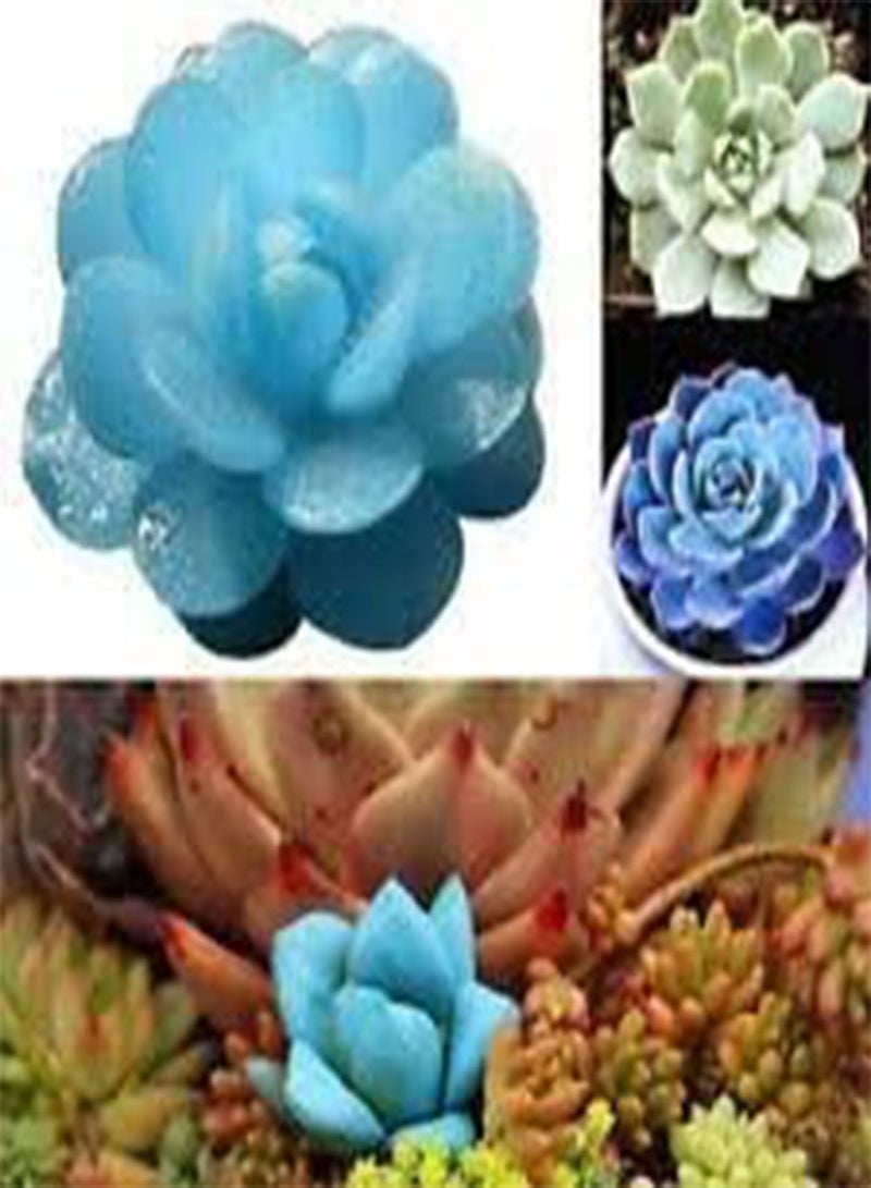 GGOOT 40 Succulents Tetragonia Stone Plant Seeds Blue. - Image 3