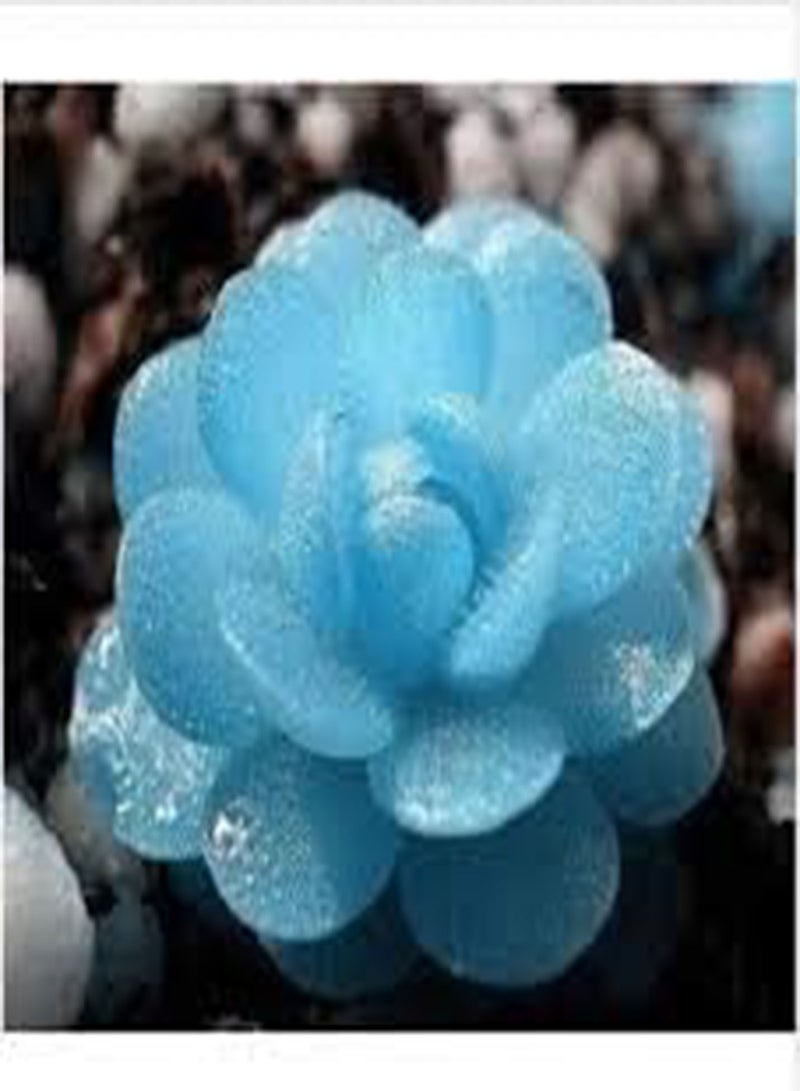 GGOOT 40 Succulents Tetragonia Stone Plant Seeds Blue. - Image 1