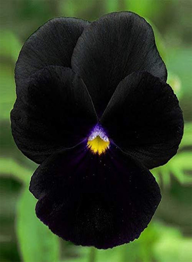 GGOOT seeds Fresh 100 Pcs Pansy Beautiful Flower Seeds for Planting Black