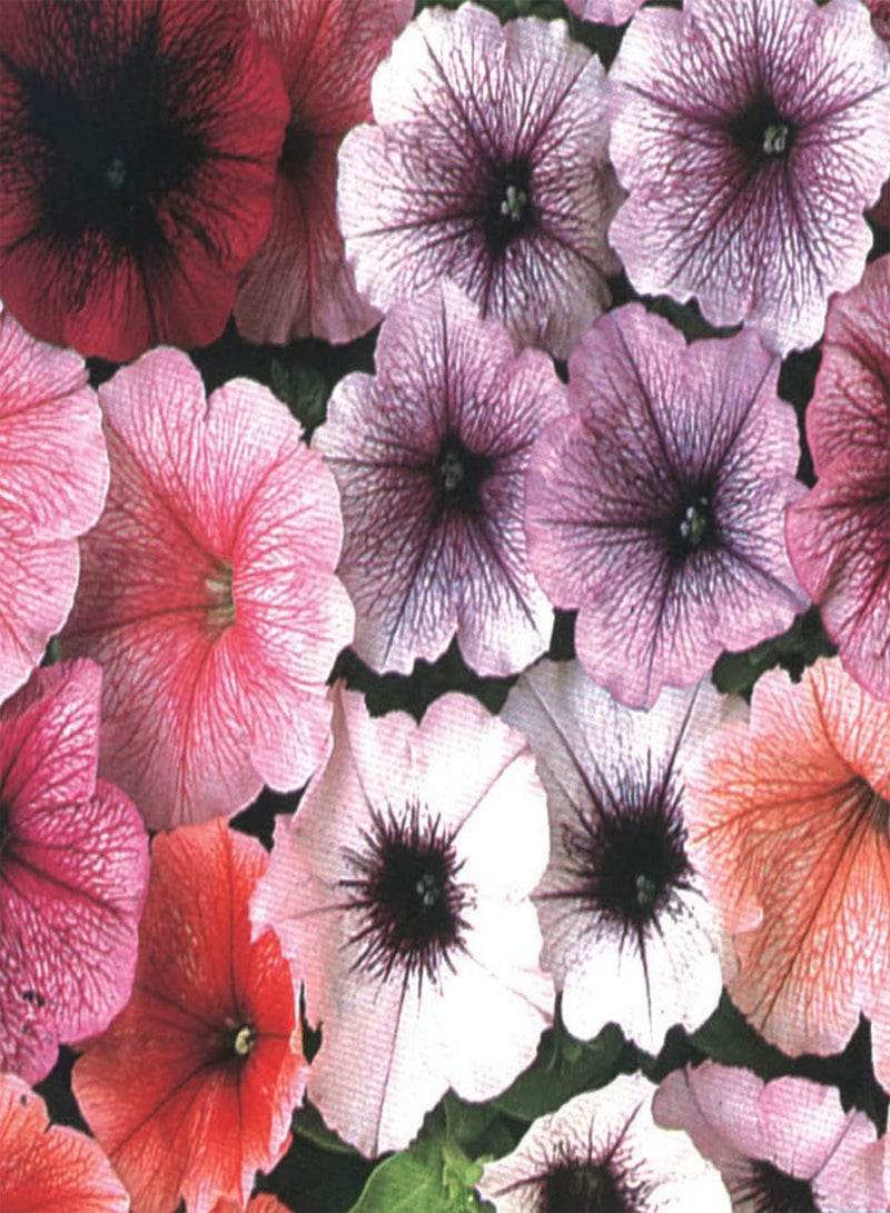 GGOOT Petunia Mirage Mixed - Petunia x hybrida Flower Seeds, Home Garden Planting by Heavy Torch, 50 Seeds - Image 5
