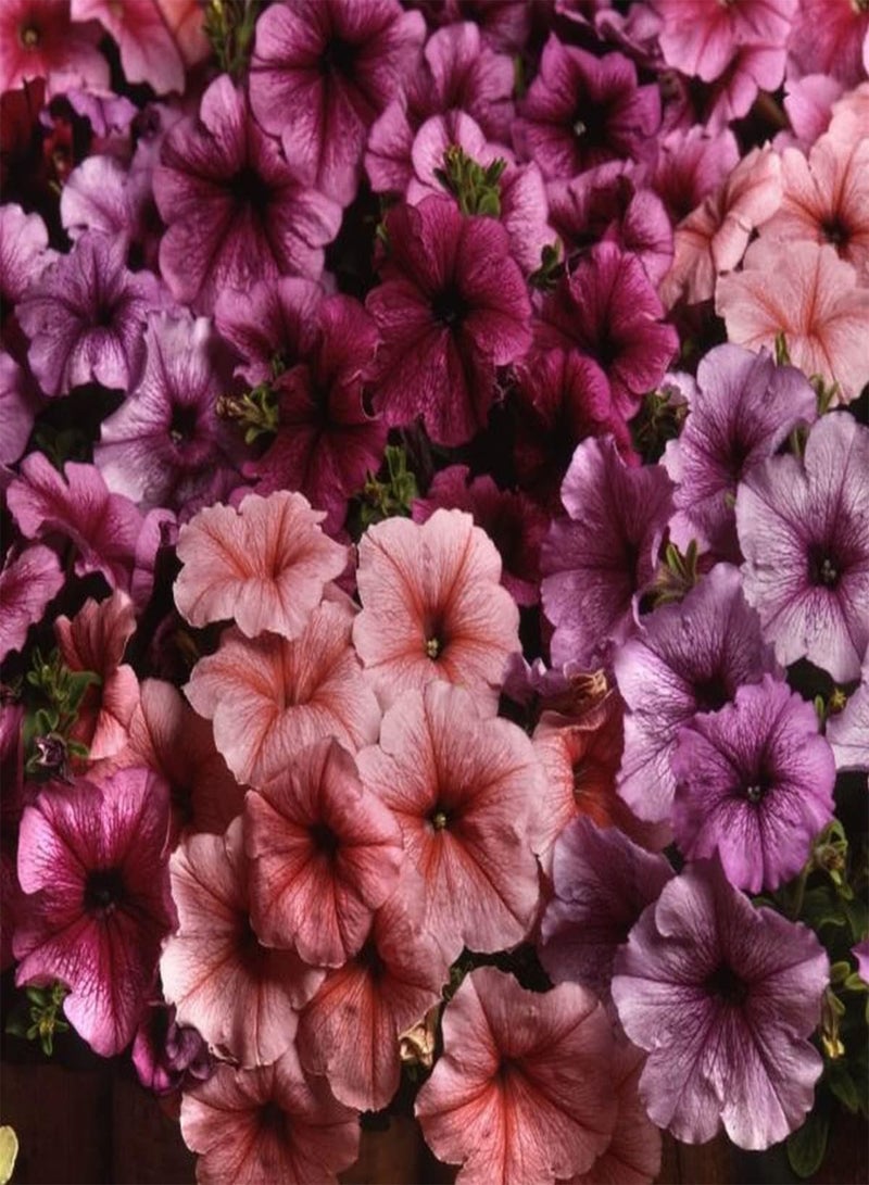 GGOOT Petunia Mirage Mixed - Petunia x hybrida Flower Seeds, Home Garden Planting by Heavy Torch, 50 Seeds - Image 3