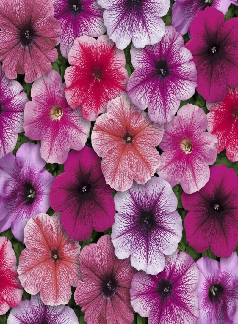 GGOOT Petunia Mirage Mixed - Petunia x hybrida Flower Seeds, Home Garden Planting by Heavy Torch, 50 Seeds - Image 2