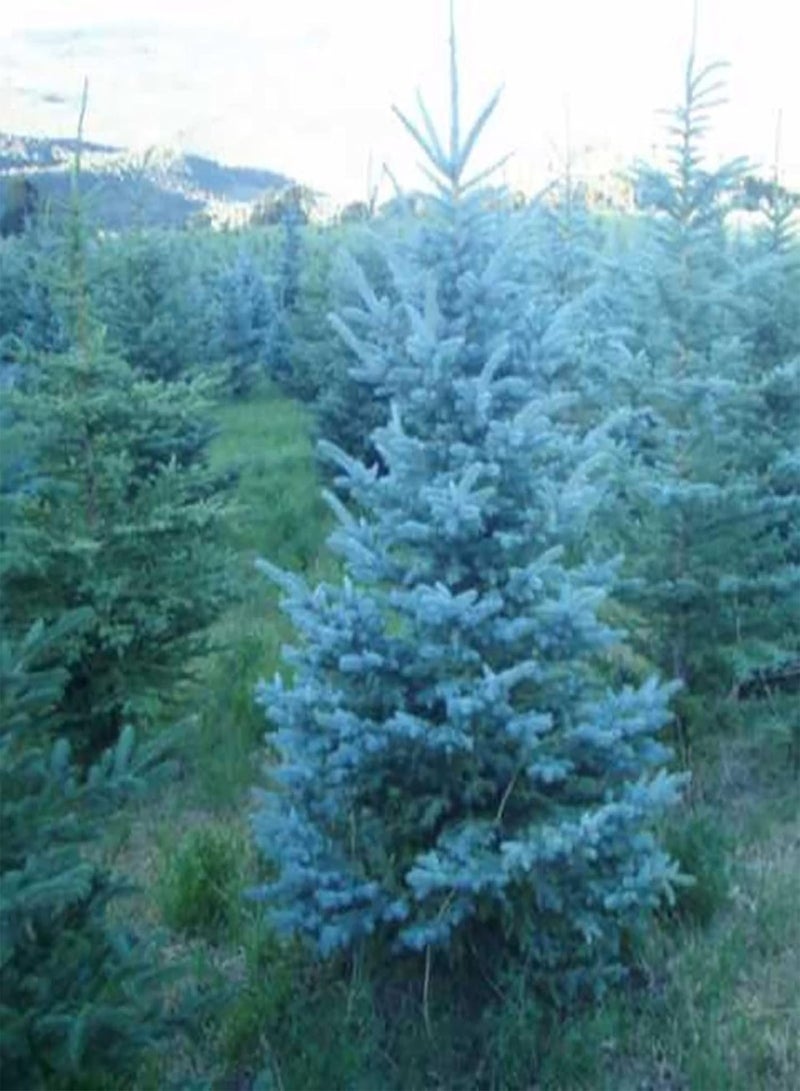 GGOOT 150Pcs/Bag Picea Pungens Seeds for Planting, Prolific Draught-Resistant Fast Growing Bonsai Garden Blue Spruce Seeds Easy to Plant,Gardening,Home Decor - Blue - Image 4