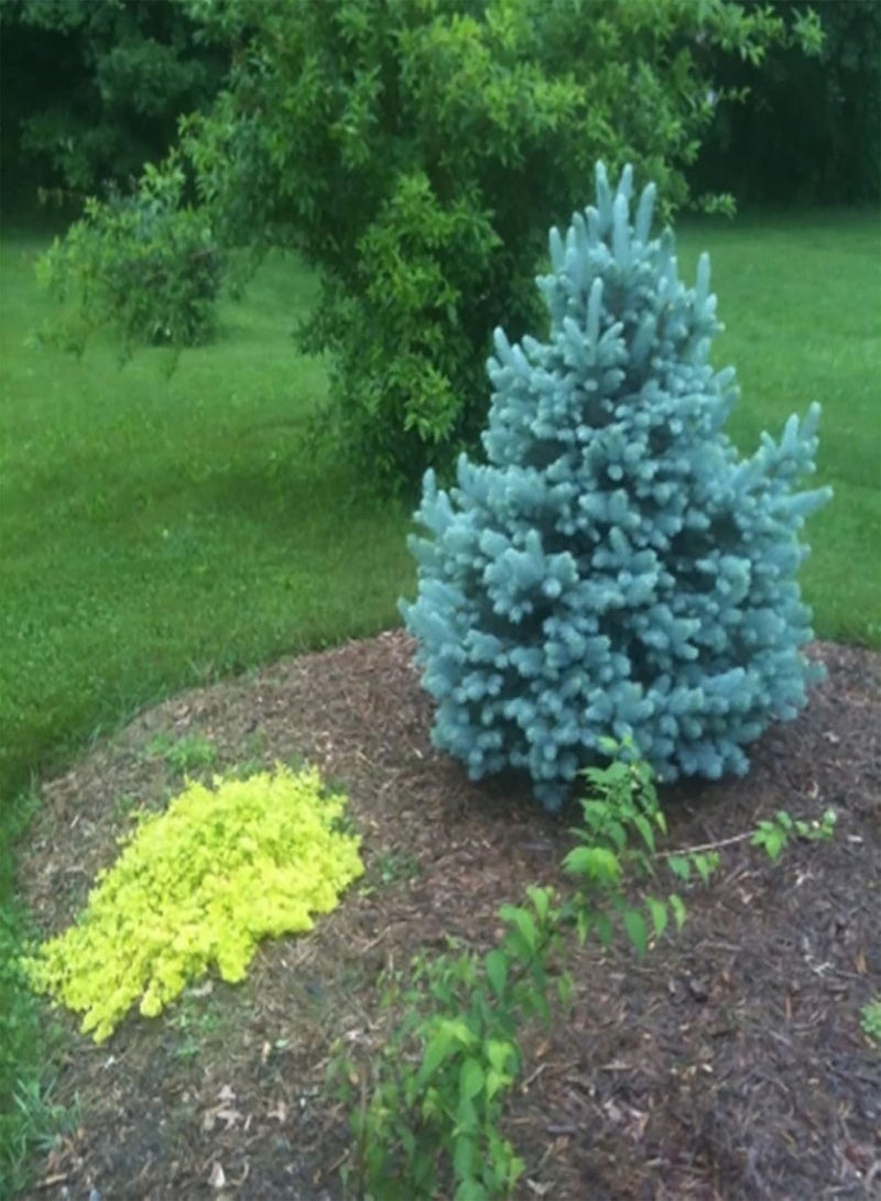 GGOOT 150Pcs/Bag Picea Pungens Seeds for Planting, Prolific Draught-Resistant Fast Growing Bonsai Garden Blue Spruce Seeds Easy to Plant,Gardening,Home Decor - Blue - Image 5
