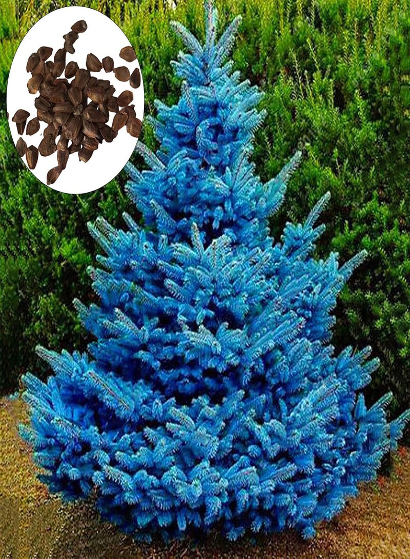 GGOOT 150Pcs/Bag Picea Pungens Seeds for Planting, Prolific Draught-Resistant Fast Growing Bonsai Garden Blue Spruce Seeds Easy to Plant,Gardening,Home Decor - Blue - Image 1