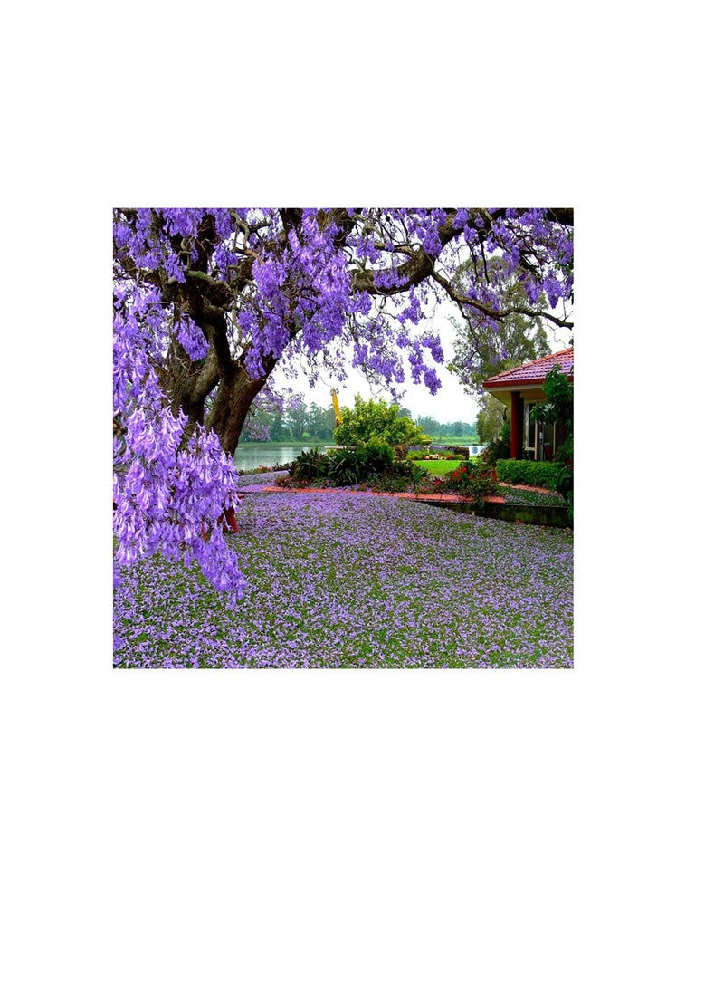100 قطعة جاكاراندا Mimosifolia الملكي الإمبراطورة شجرة بذور زهرة حديقة النباتات ديكور - Image 1