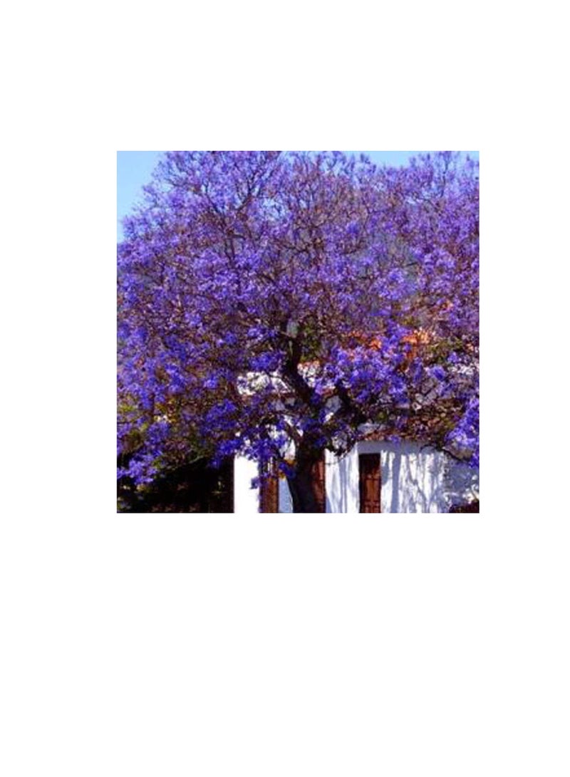 100 قطعة جاكاراندا Mimosifolia الملكي الإمبراطورة شجرة بذور زهرة حديقة النباتات ديكور - Image 2