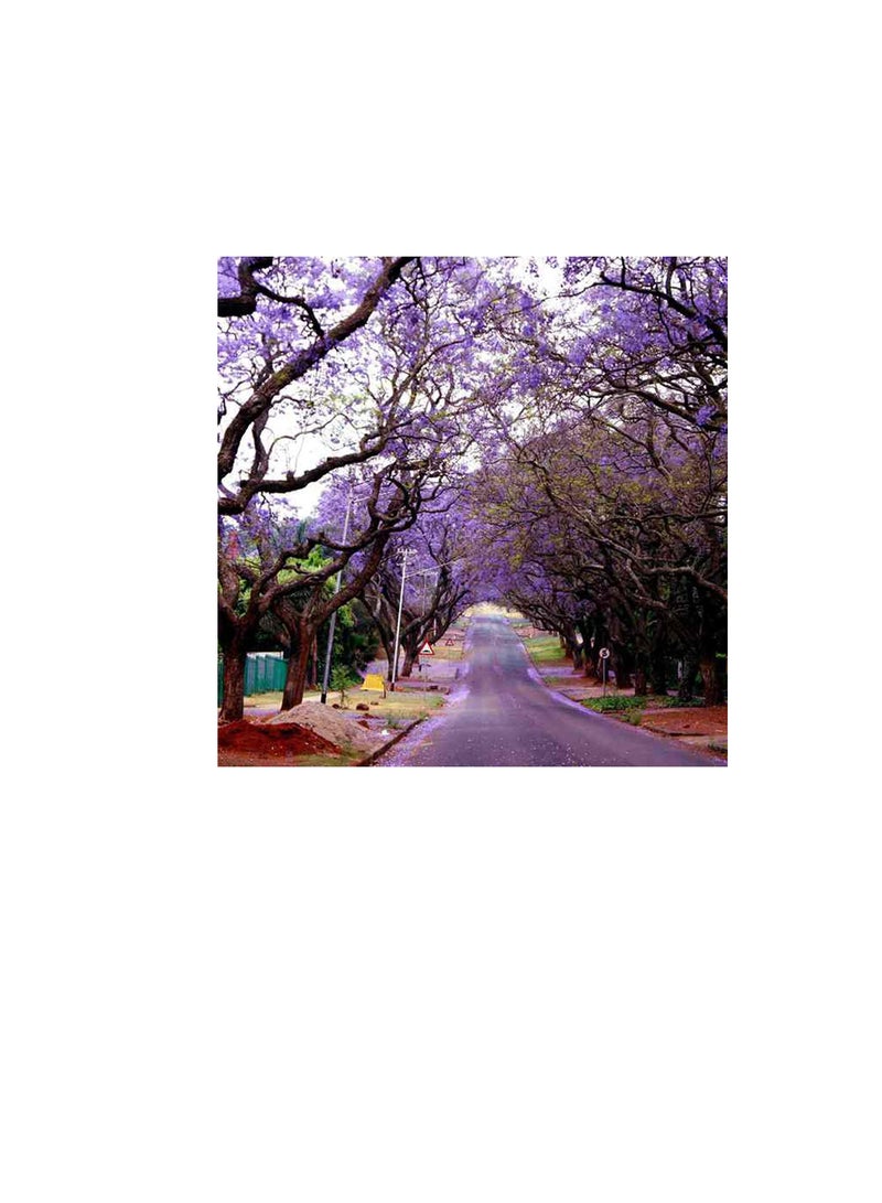 100 قطعة جاكاراندا Mimosifolia الملكي الإمبراطورة شجرة بذور زهرة حديقة النباتات ديكور - Image 3