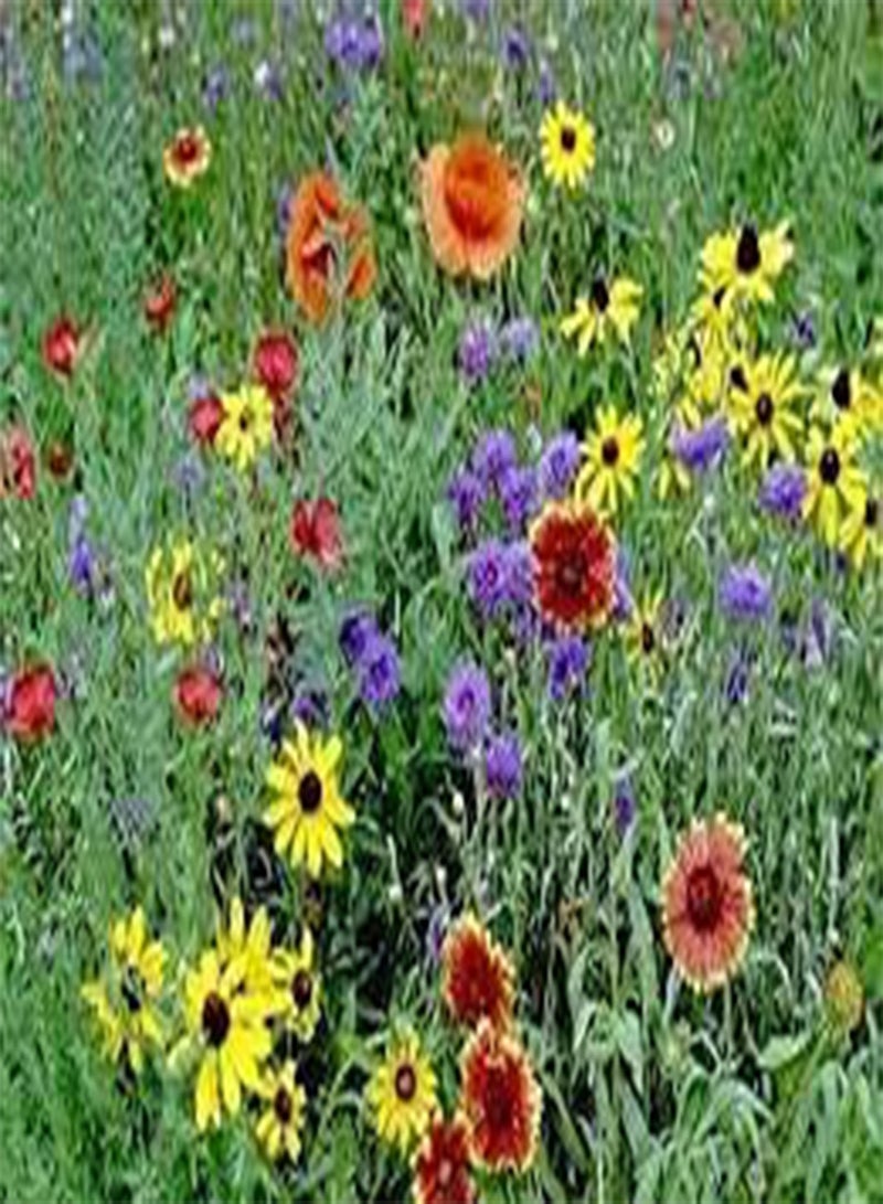 جي جوت بذور 25 قطعة بذور عباد الشمس بالشوكولاتة والكرز