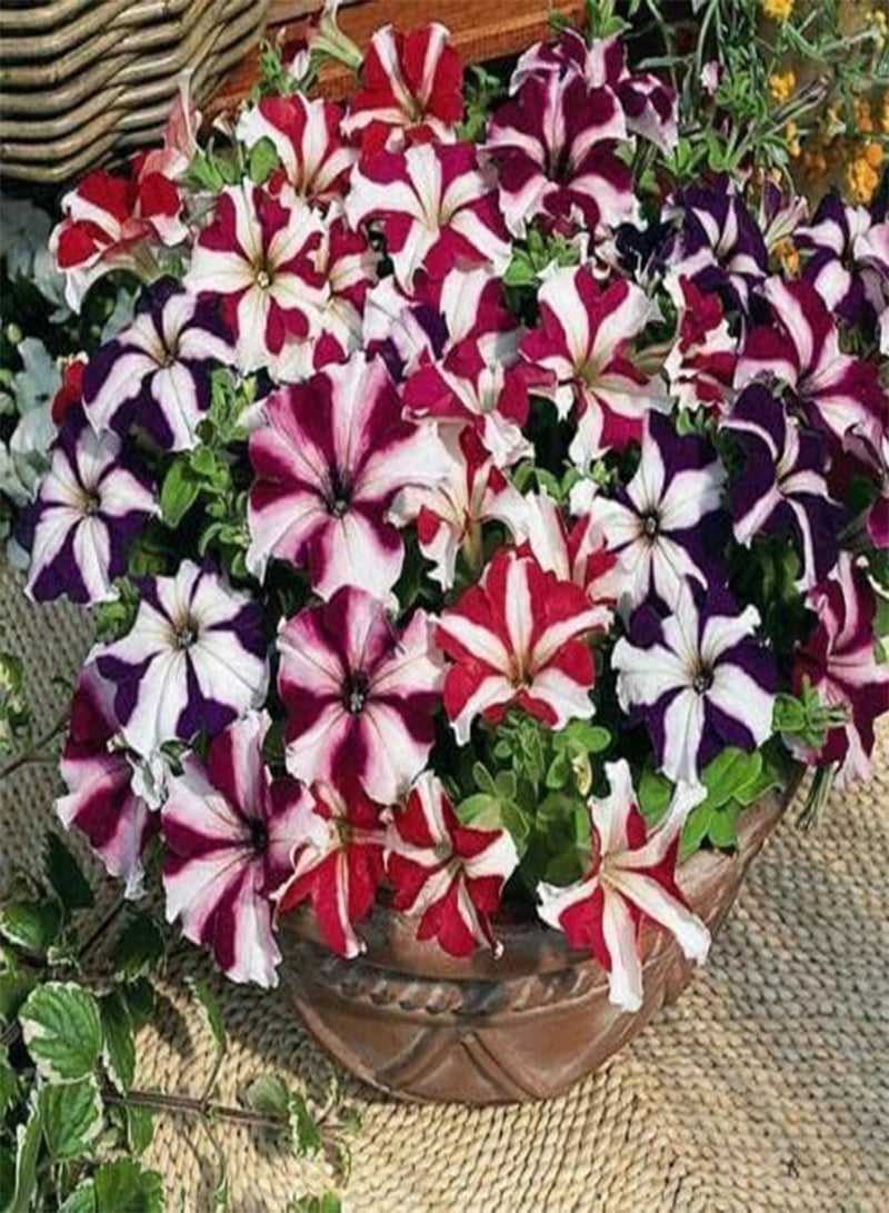 GGOOT Flower - Petunia Nana Compacta Stars Mix -500 Premium Quality Seeds - 1st Class - Image 1