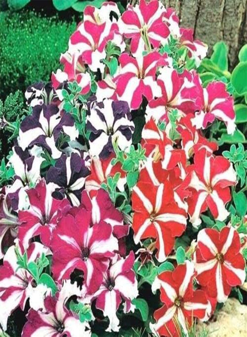 GGOOT Flower - Petunia Nana Compacta Stars Mix -500 Premium Quality Seeds - 1st Class - Image 3