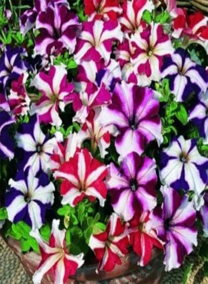 GGOOT Flower - Petunia Nana Compacta Stars Mix -500 Premium Quality Seeds - 1st Class - Image 2