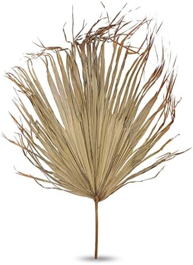 Yatai - 2-Piece Natural Dried Palm Leaves, Dried Palms Plant Spears Fans, Dried Palm Leaves with Stem, Dry Flowers for Decoration, Trimmed Palm Fan Leaf - Image 1
