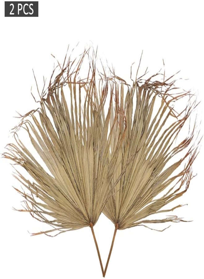 Yatai - 2-Piece Natural Dried Palm Leaves, Dried Palms Plant Spears Fans, Dried Palm Leaves with Stem, Dry Flowers for Decoration, Trimmed Palm Fan Leaf - Image 1