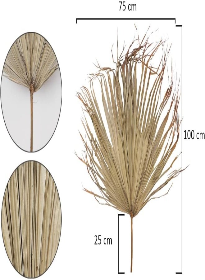 Yatai - 2-Piece Natural Dried Palm Leaves, Dried Palms Plant Spears Fans, Dried Palm Leaves with Stem, Dry Flowers for Decoration, Trimmed Palm Fan Leaf - Image 1