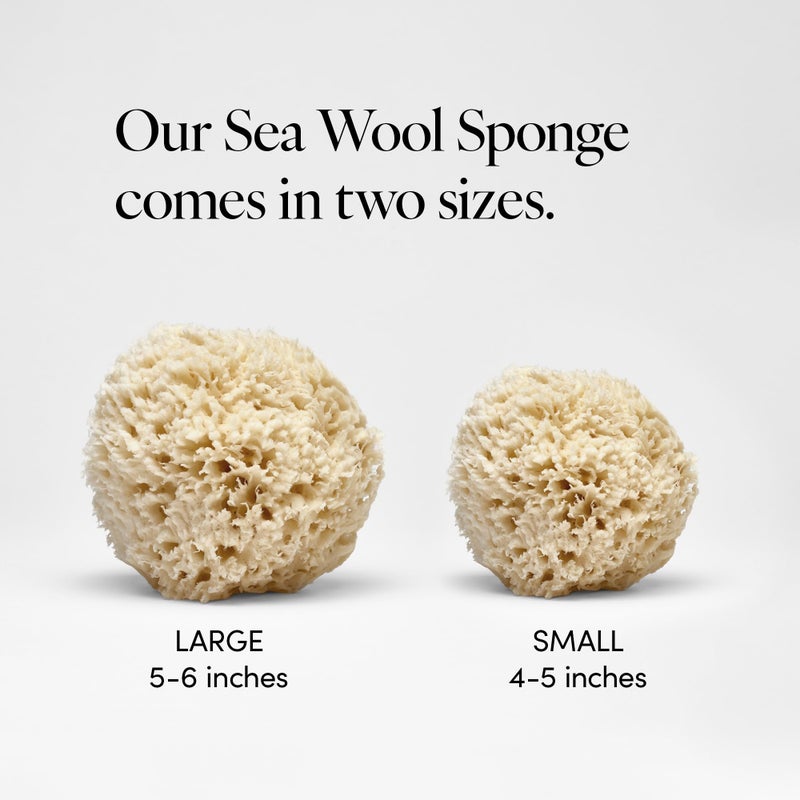 LATHER - Natural Sea Wool Sponge, 4-5" - Organic Exfoliating Body Scrubber - Soft, Gentle Cleansing - Hypoallergenic - All Skin Types - Florida Natural Loofah Sponge - Cruelty Free - Beauty & Skincare - Image 3