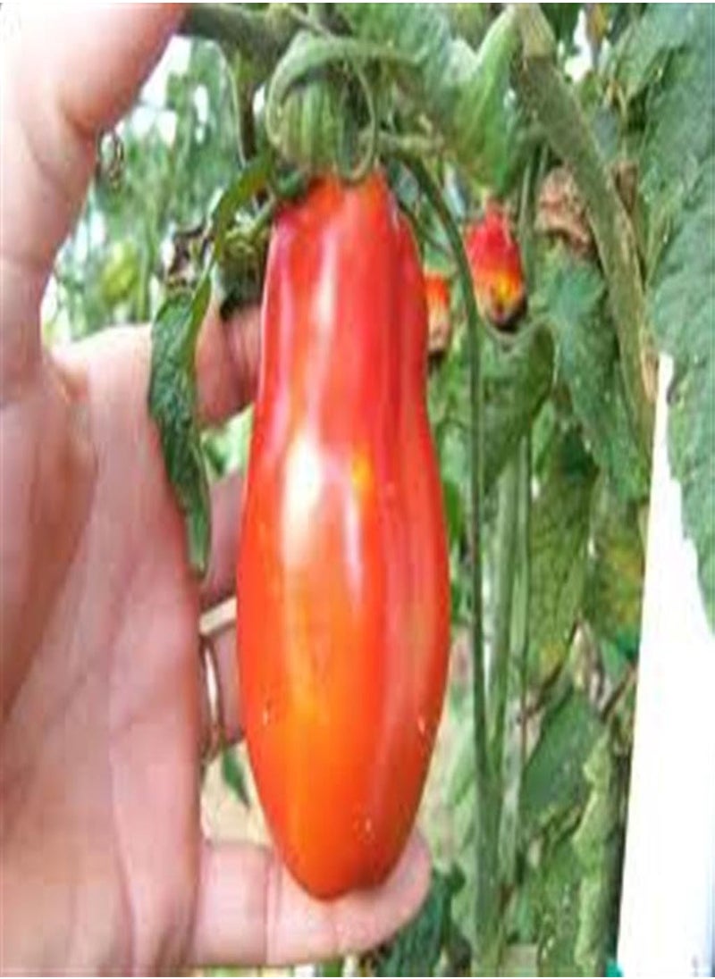 GGOOT SAN MARZANO Italian Heritage Heirloom Long RED Paste Cooking Tomato 20 Organic Seeds Certified  Organic Grower 