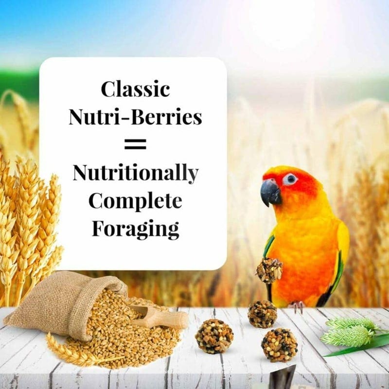 ليفبير طعام لوفيبرز الكلاسيكي للكونورز بالفواكه المغذية (LAFEBER’s Classic Nutri-Berries Conure Food)، مصنوع من مكونات غير معدلة وراثيًا ومن الدرجة الصالحة للاستخدام البشري، للكونورز (الحجم الكلاسيك�� 10 أونصات). - Image 2